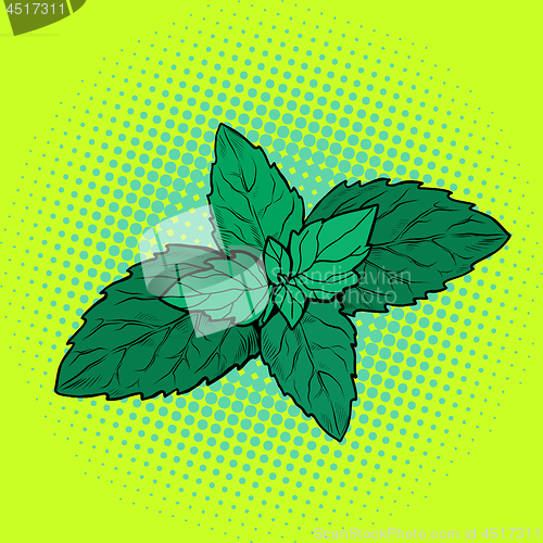 Image of mint leaf, aromatic plant