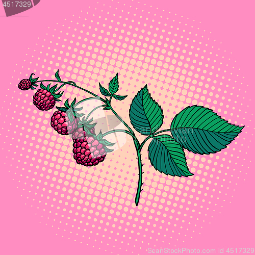 Image of raspberry twig. wild berry