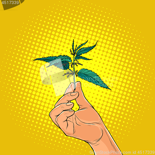 Image of nettle, green burning plant in the hands