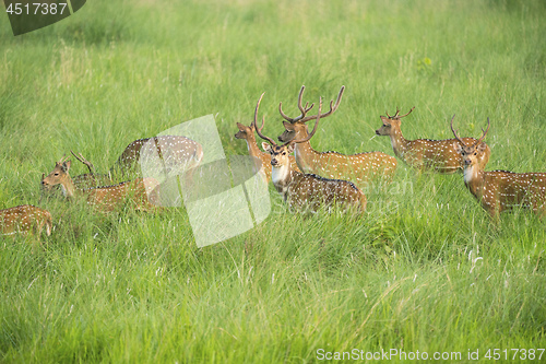 Image of Sika or spotted deers herd in the elephant grass