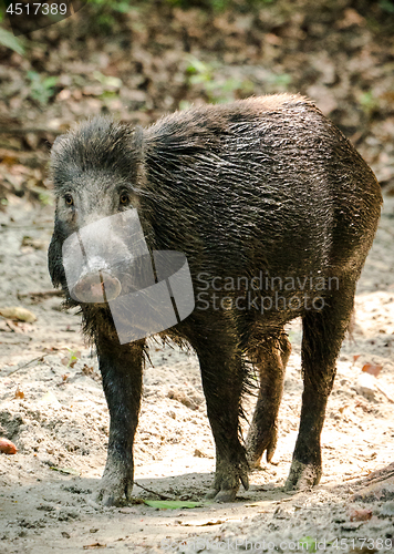 Image of Wild boar male feeding in the jungle