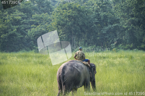 Image of Mahout or elephant rider riding a female elephant