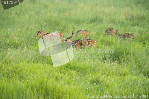 Image of Sika or spotted deers herd in the elephant grass