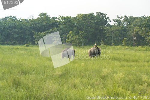 Image of Mahout or elephant rider with two elephants