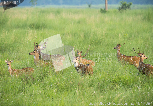 Image of Sika or spotted deers herd in the elephant grass