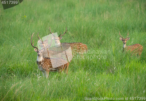 Image of Sika or spotted deers herd in the elephant grass