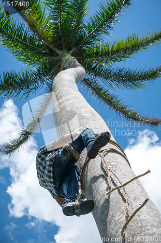 Image of Adult male climbs coconut tree to get coco nuts