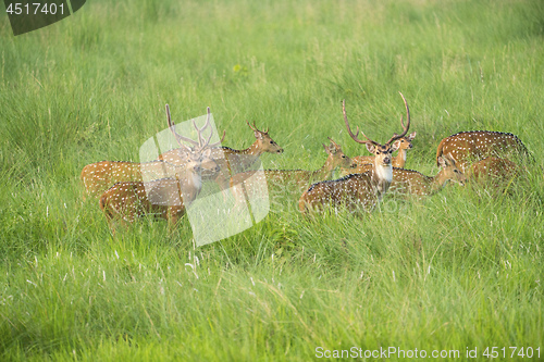 Image of Sika or spotted deers herd in the elephant grass