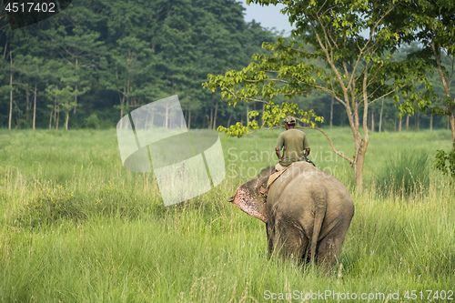 Image of Mahout or elephant rider riding a female elephant