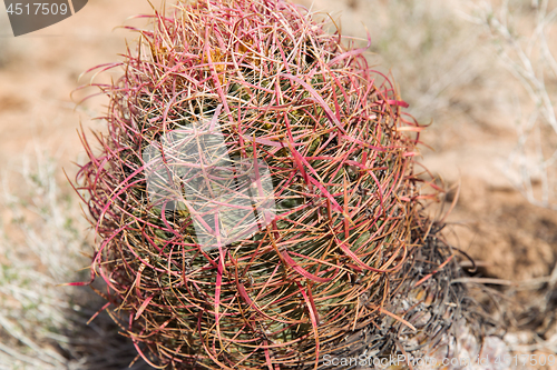 Image of close up of barrel cactus growing in desert
