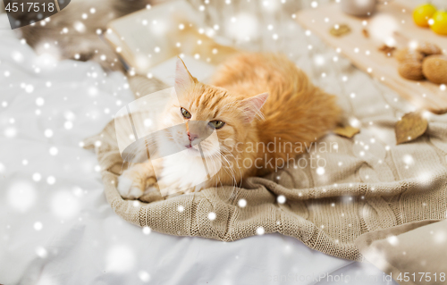 Image of red tabby cat lying on blanket at home over snow