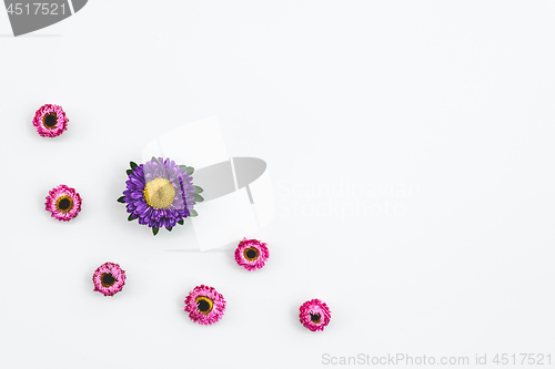 Image of Pink strawflowers and purple aster on white background