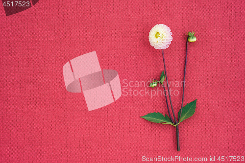 Image of White dahlia on bright rose canvas with copy space