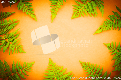 Image of Green fern frame on bright orange background