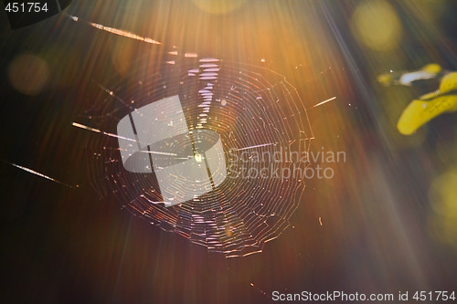 Image of Spiderweb