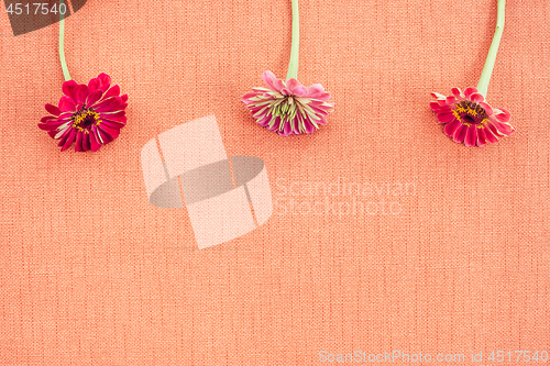 Image of Three zinnias on peach colored canvas with copy space