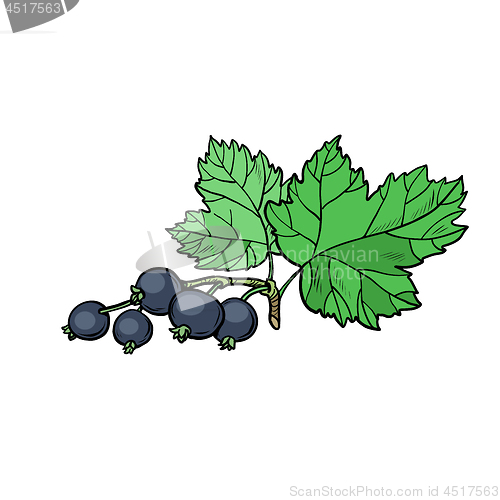 Image of sprig of black currant isolate on white background