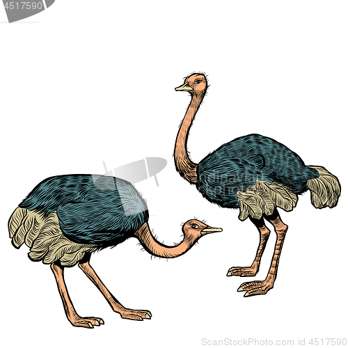 Image of African ostriches, wild and farm animals