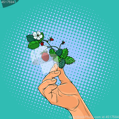 Image of forest strawberry twig in the hands