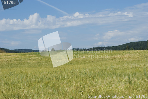 Image of Field of wheat
