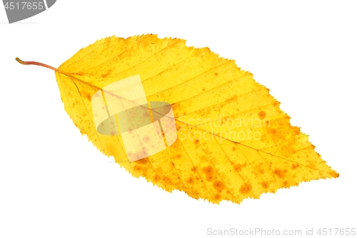 Image of Leaf on white