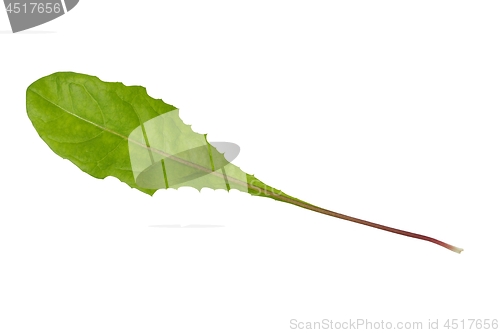 Image of Green dandelion leaf