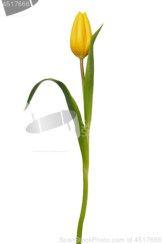 Image of Yellow tulip on white