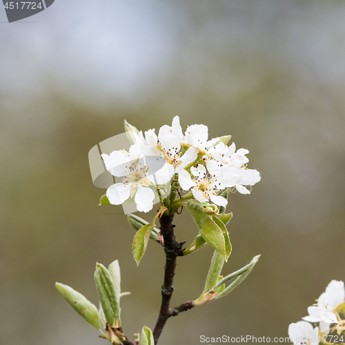 Image of White wildapple tree blossom close up