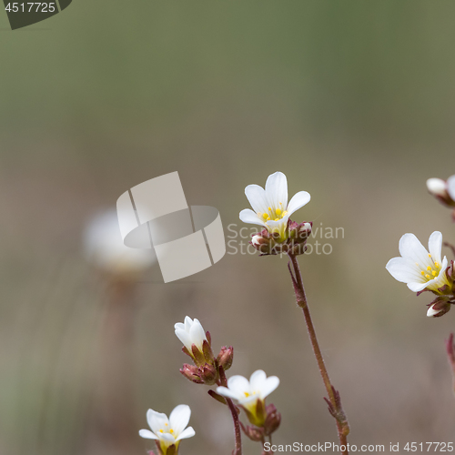 Image of White summerflower Saxifrage closeup