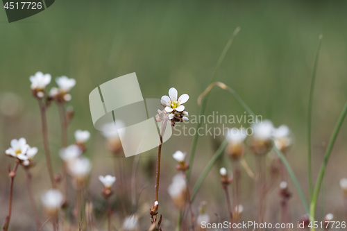 Image of Saxifrage flower closeup in a meadow