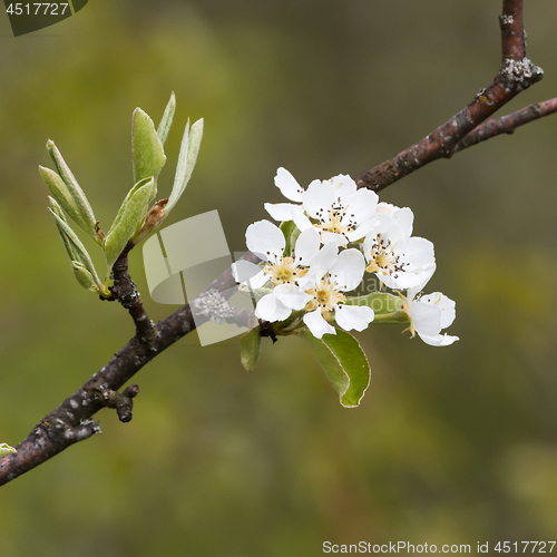 Image of Wildapple blossom close up