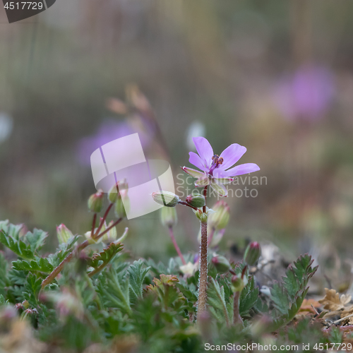 Image of Tiny pink flower close up