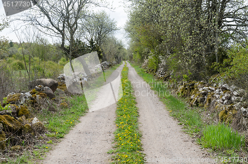 Image of Gravel road with blossom dandelions at the swedish countryside