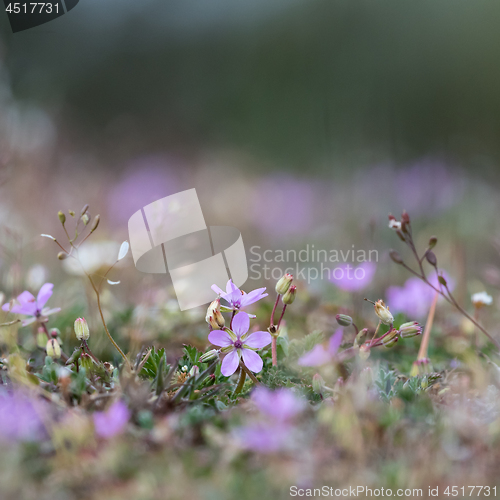 Image of Tiny pink flower in a low angle image