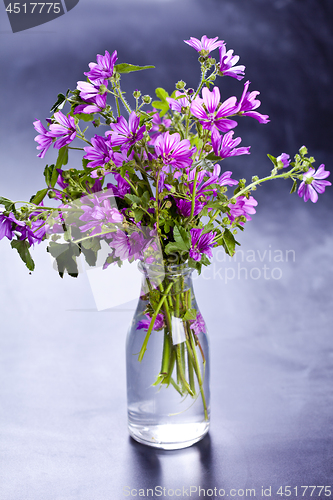 Image of Wild violet flowers in glass bottle on black background. 