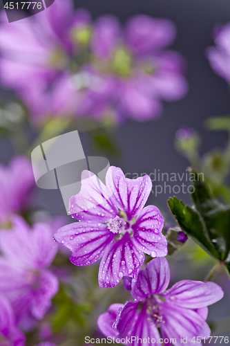 Image of Wild violet flowers with water drops closeup on black background