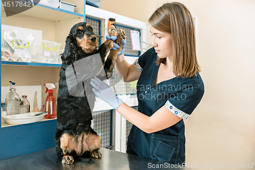 Image of The medicine, pet care and people concept - dog and veterinarian doctor at vet clinic