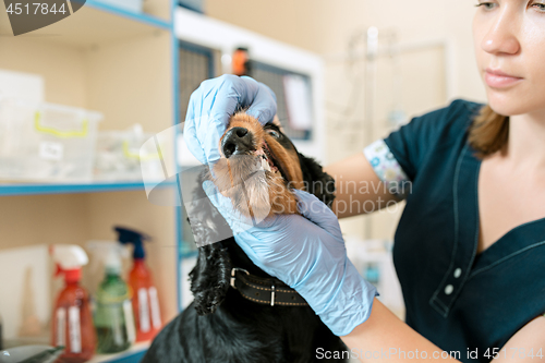 Image of The medicine, pet care and people concept - dog and veterinarian doctor at vet clinic