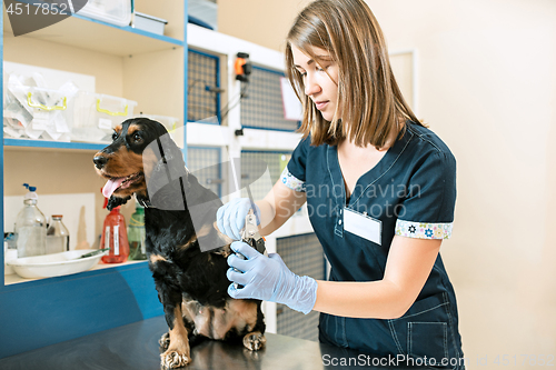 Image of The medicine, pet care and people concept - dog and veterinarian doctor at vet clinic