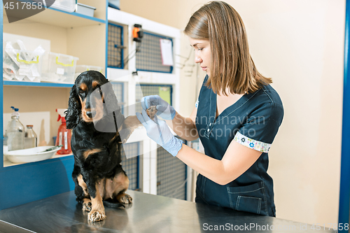 Image of The medicine, pet care and people concept - dog and veterinarian doctor at vet clinic