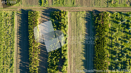 Image of Aerial view planting young trees. Ecological concept. Photo from the drone