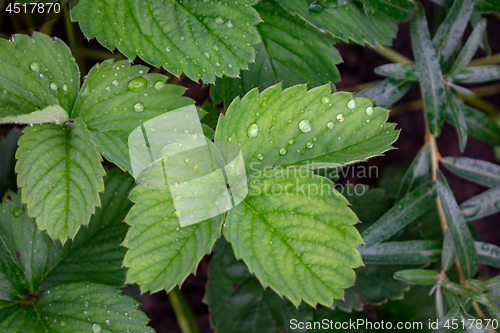 Image of Green strawberry leaves with water droplets. Natural background