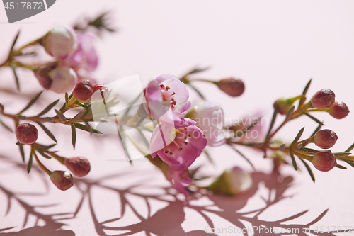 Image of Close-up of spring pink flowers on a pink background. Spring tim