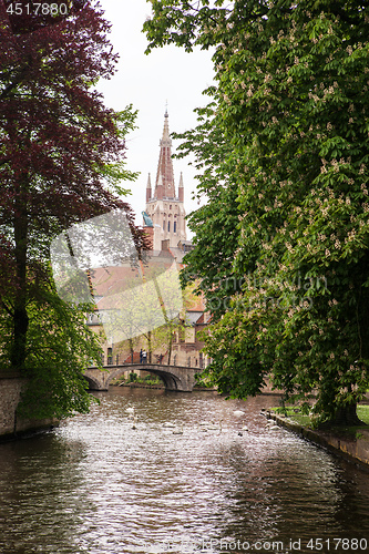 Image of Swans on the lake of love in Bruges