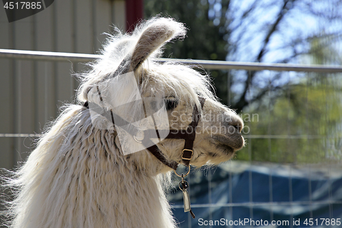 Image of Profile Shot of White Llama