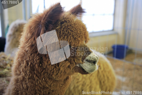 Image of Brown Alpaca in a Barn