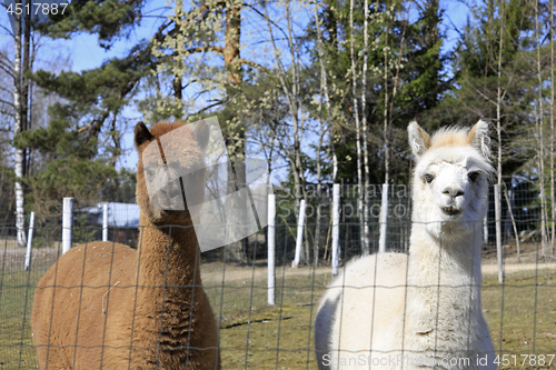 Image of Brown and White Alpacas, Vicugna pacos