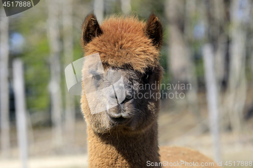 Image of Portrait of Domesticated Alpaca