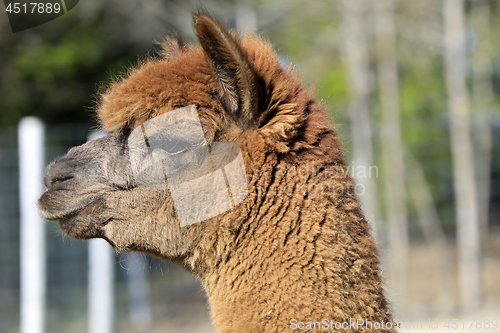 Image of Brown Alpaca Head in Profile