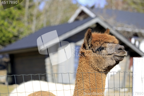 Image of Brown Alpaca, Vicugna Pacos